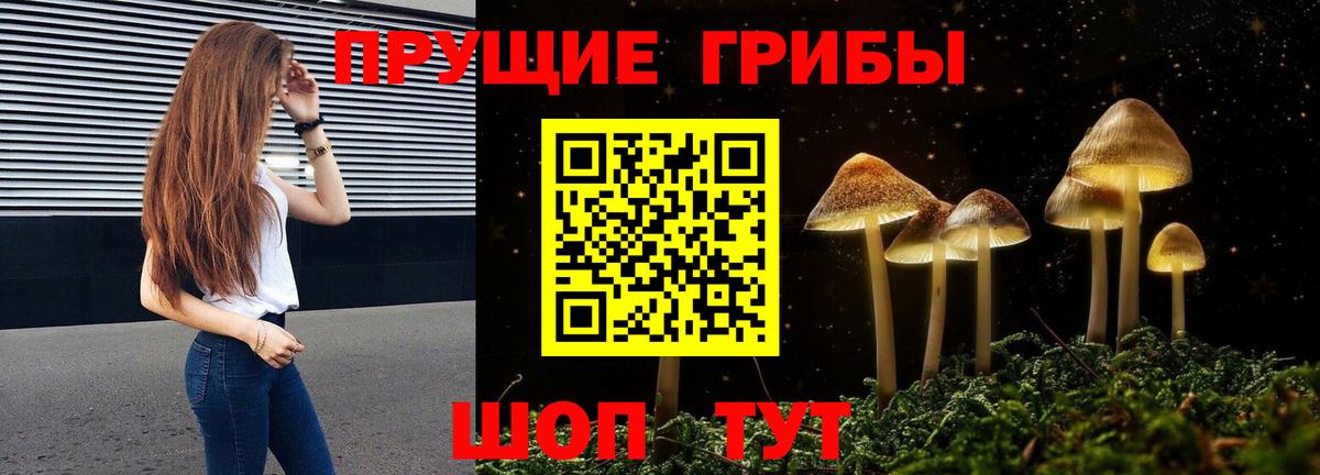 Псилоцибиновые грибы Psilocybine cubensis Дербент
